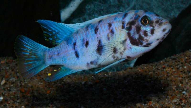 Maylandia zebra 'Mitande Reef (Rocks)'